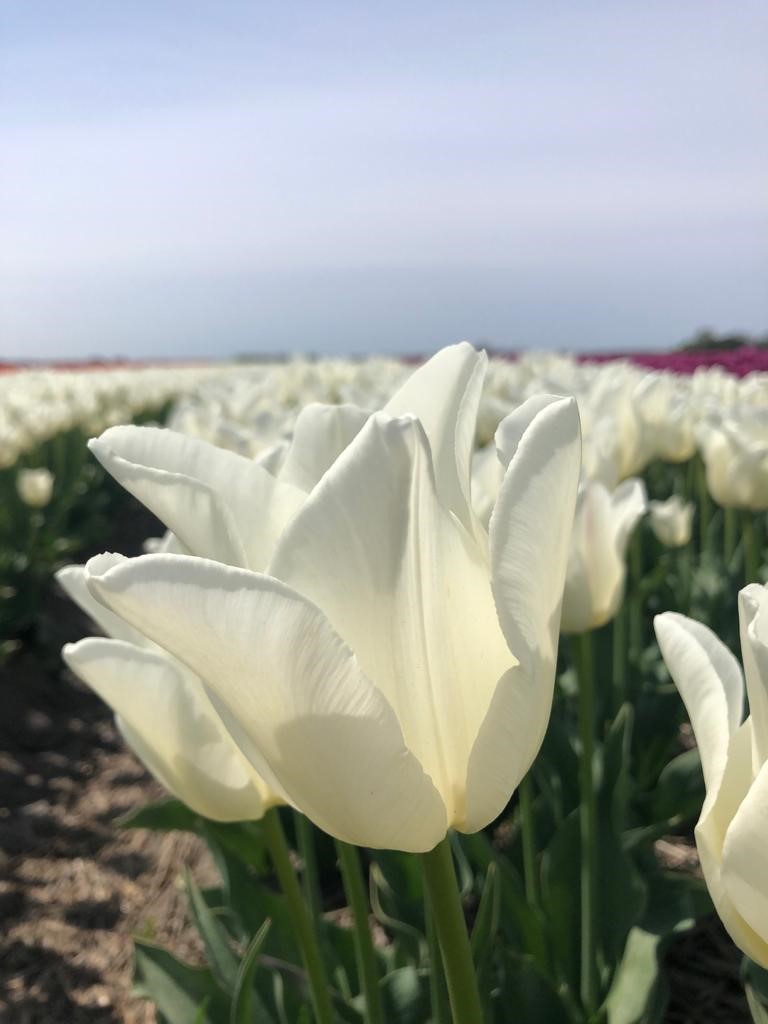 dutch natural magnesium