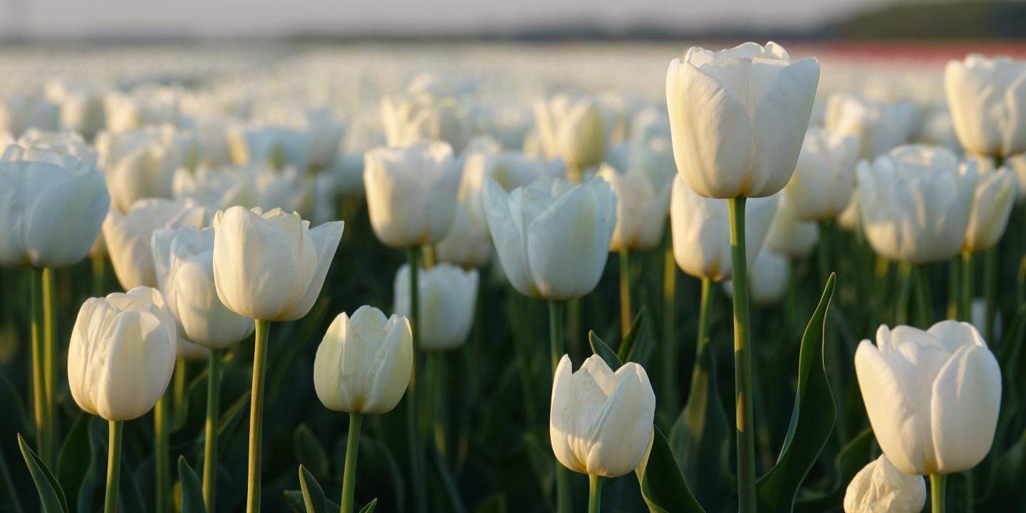 tulips